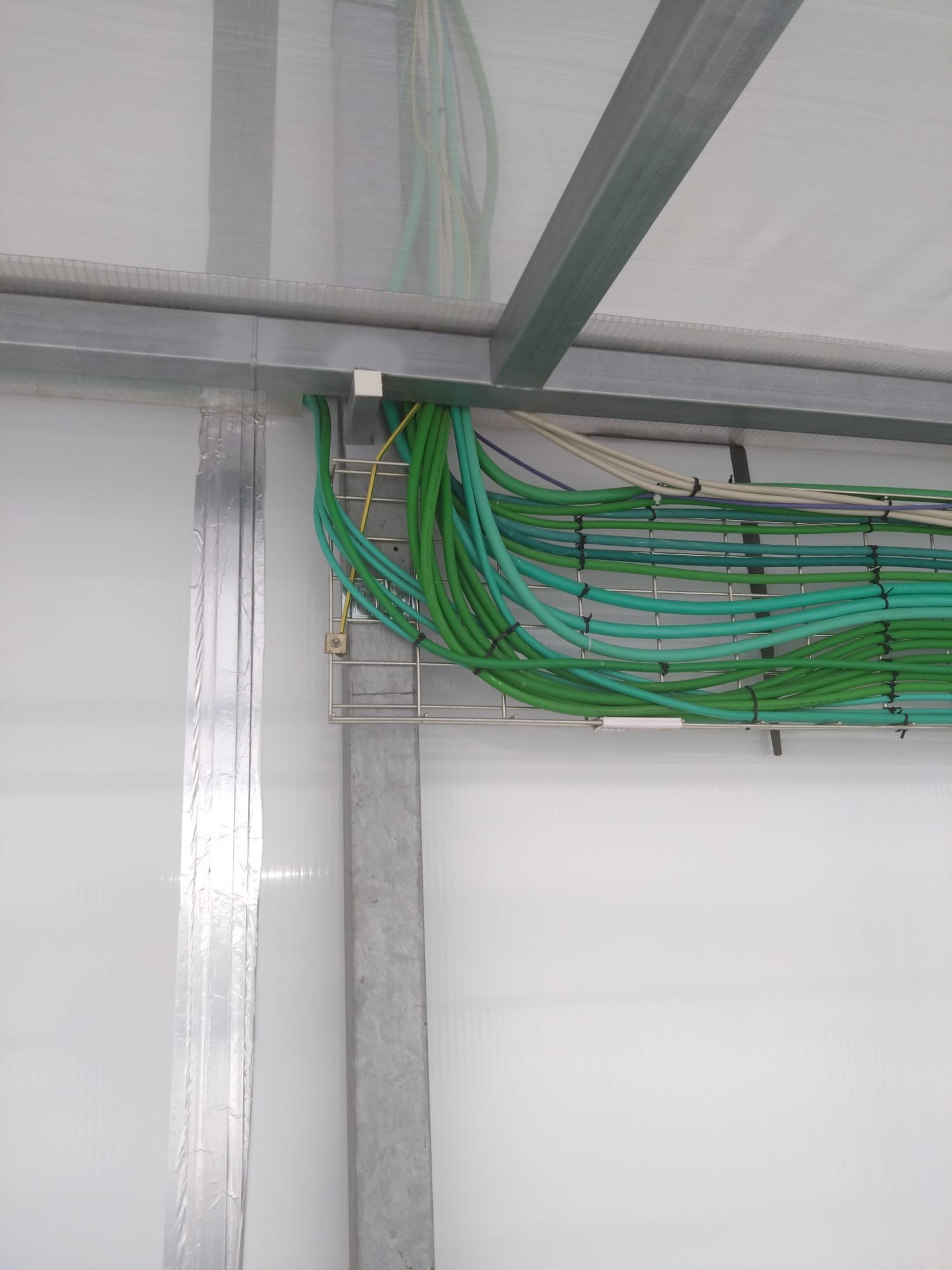 Wire mesh cable tray carrying runs of green conduit along the wall